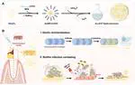 武汉理工大学傅正义院士团队邹朝勇等ACS Nano：生物过程启示的牙齿修复魔法药水，结构重建与生物防护一步到位！