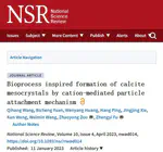 Bioprocess inspired formation of calcite mesocrystals by cation-mediated particle attachment mechanism